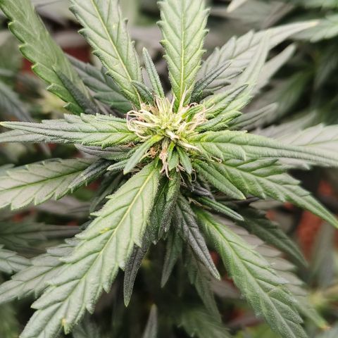 Atomical Haze growlog timeline photo
