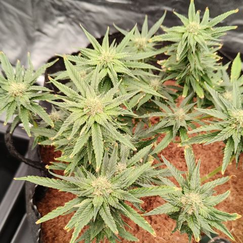 runz x layer cake growlog timeline photo