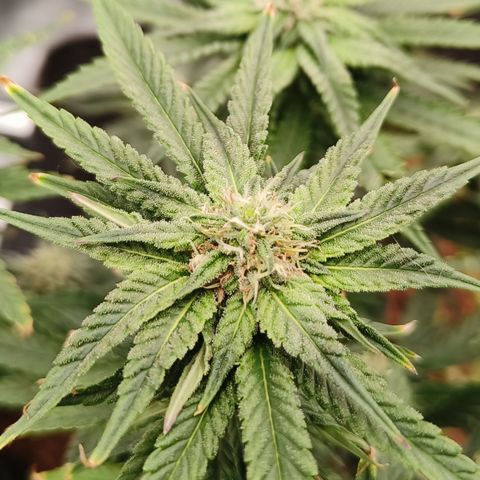 runz x layer cake growlog timeline photo