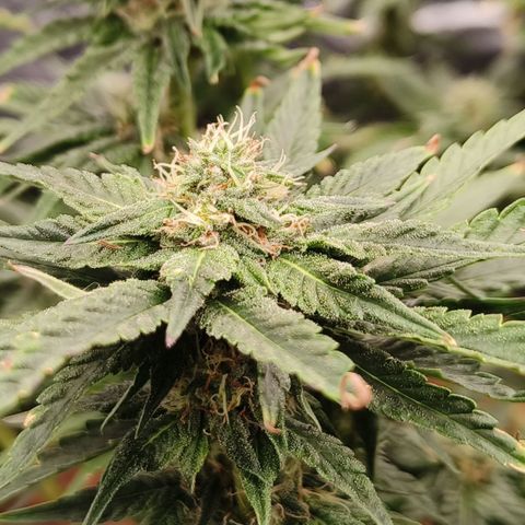 runz x layer cake growlog timeline photo