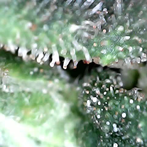Gelato #420 growlog timeline photo