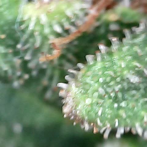 Gelato #420 growlog timeline photo