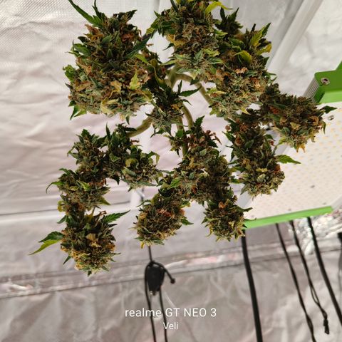Gelato #420 growlog timeline photo