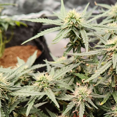 Tangerine Sorbet growlog timeline photo