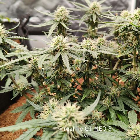 Tangerine Sorbet growlog timeline photo
