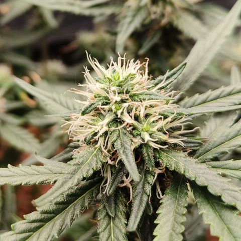 Tangerine Sorbet growlog timeline photo