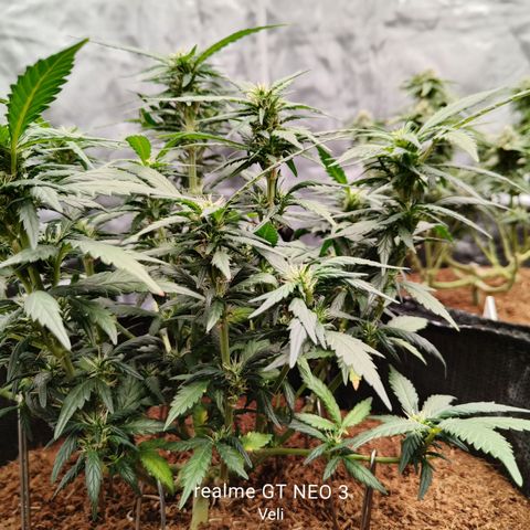 Atomical Haze growlog timeline photo