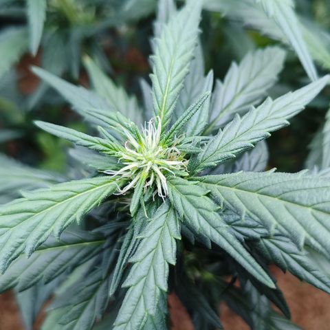 Atomical Haze growlog timeline photo
