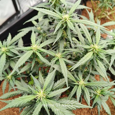 Atomical Haze growlog timeline photo