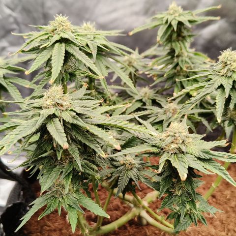 runz x layer cake growlog timeline photo