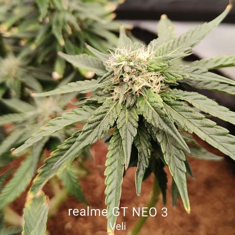 runz x layer cake growlog timeline photo