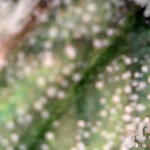 runz x layer cake growlog timeline photo