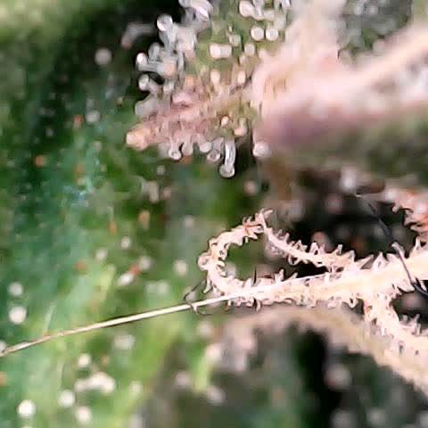 runz x layer cake growlog timeline photo