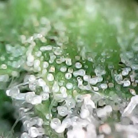 runz x layer cake growlog timeline photo