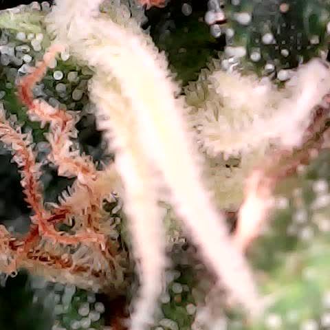 runz x layer cake growlog timeline photo