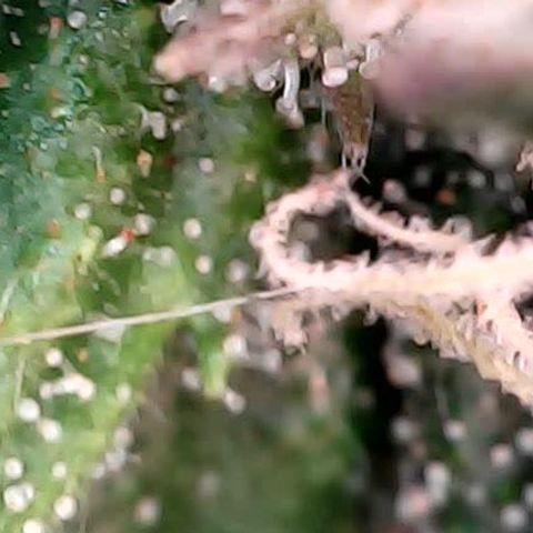 runz x layer cake growlog timeline photo