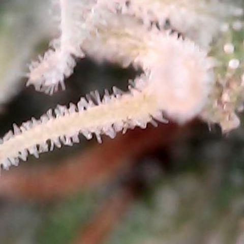 runz x layer cake growlog timeline photo