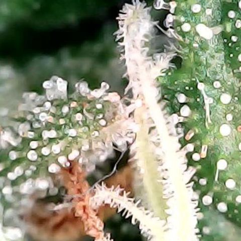 runz x layer cake growlog timeline photo