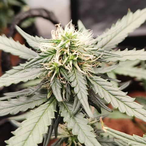 Tangerine Sorbet growlog timeline photo