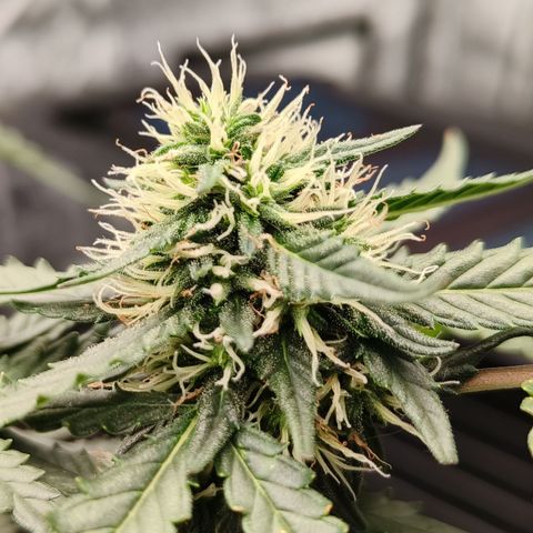 Tangerine Sorbet growlog timeline photo
