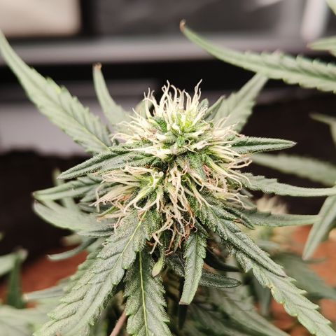 Tangerine Sorbet growlog timeline photo