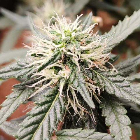 Tangerine Sorbet growlog timeline photo