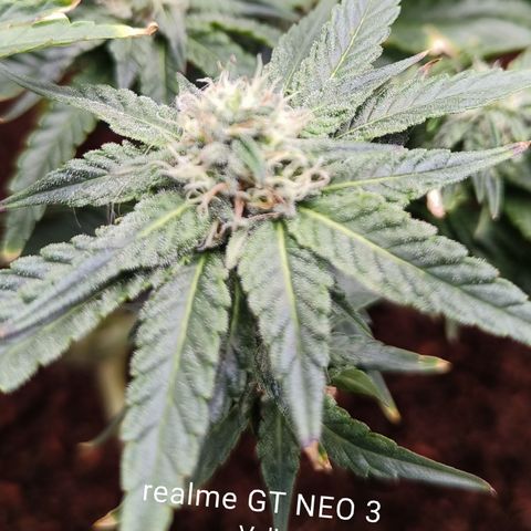 runz x layer cake growlog timeline photo