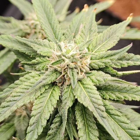 runz x layer cake growlog timeline photo