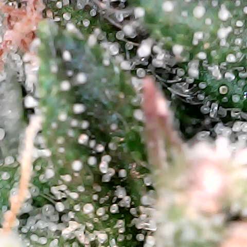 runz x layer cake growlog timeline photo