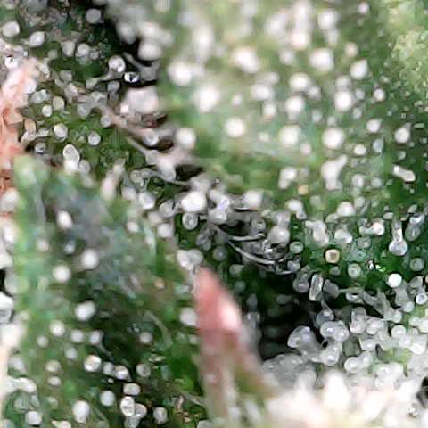 runz x layer cake growlog timeline photo