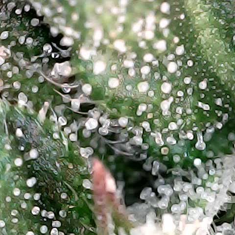 runz x layer cake growlog timeline photo