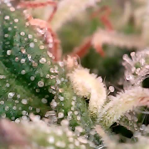 runz x layer cake growlog timeline photo