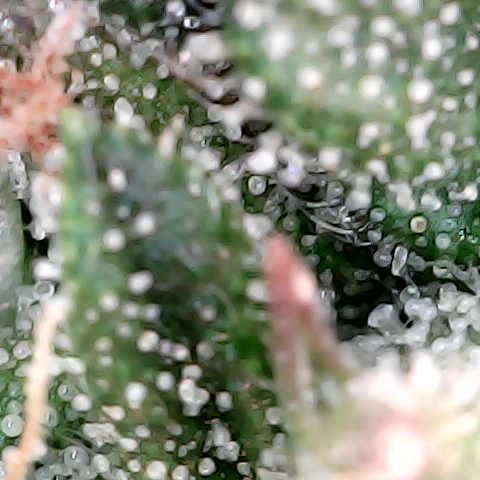 runz x layer cake growlog timeline photo