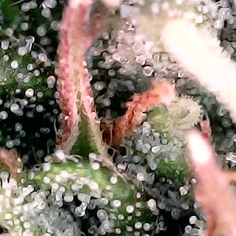 runz x layer cake growlog timeline photo