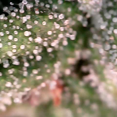 runz x layer cake growlog timeline photo