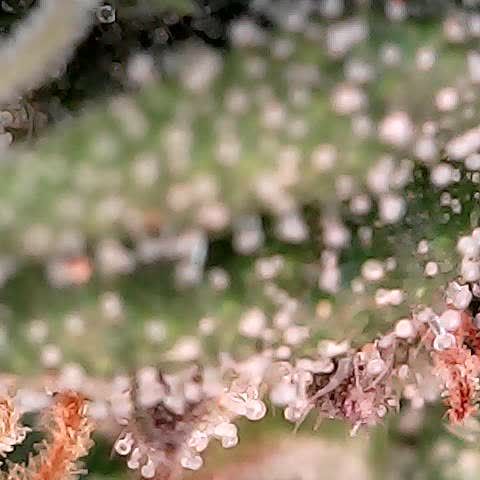 runz x layer cake growlog timeline photo