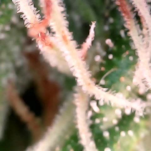 runz x layer cake growlog timeline photo