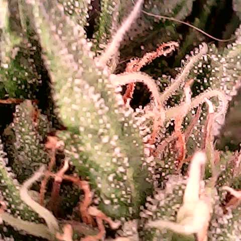 runz x layer cake growlog timeline photo