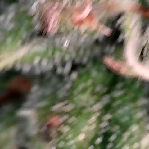 runz x layer cake growlog timeline photo