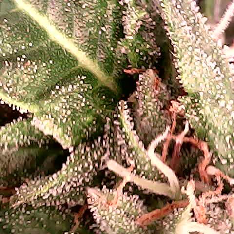 runz x layer cake growlog timeline photo