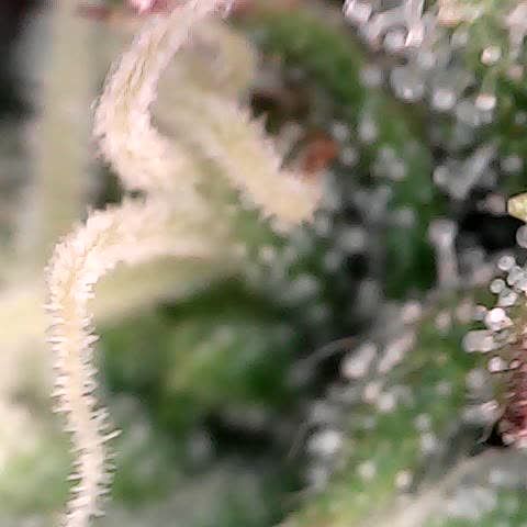 runz x layer cake growlog timeline photo