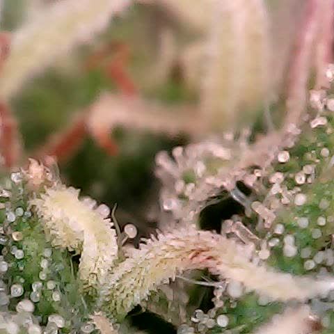 runz x layer cake growlog timeline photo