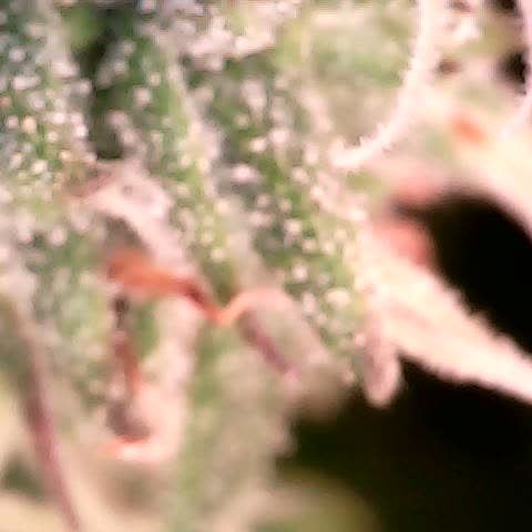 runz x layer cake growlog timeline photo