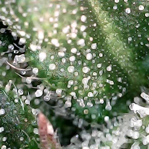 runz x layer cake growlog timeline photo