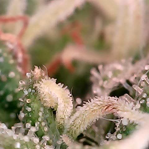 runz x layer cake growlog timeline photo