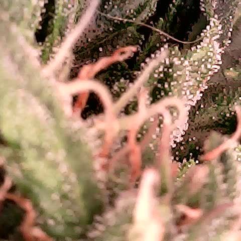 runz x layer cake growlog timeline photo