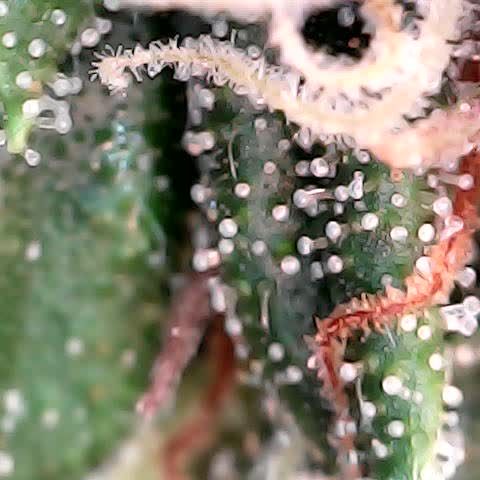 runz x layer cake growlog timeline photo