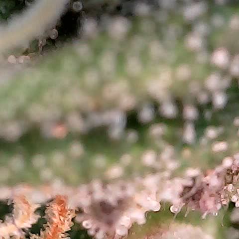runz x layer cake growlog timeline photo