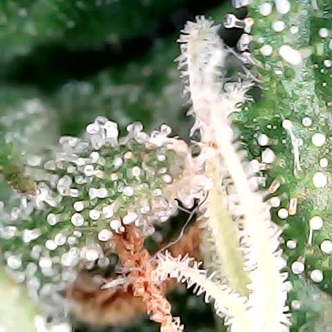runz x layer cake growlog timeline photo