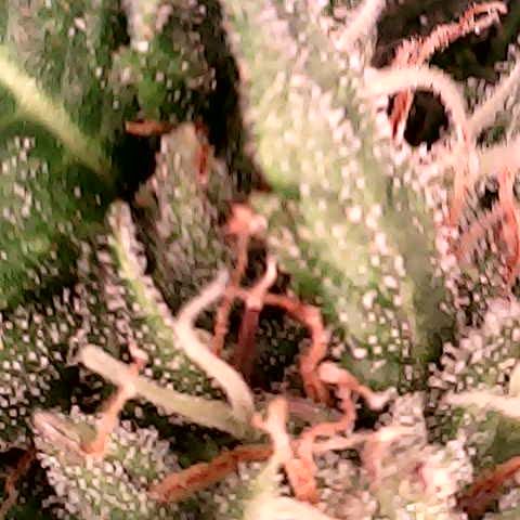 runz x layer cake growlog timeline photo